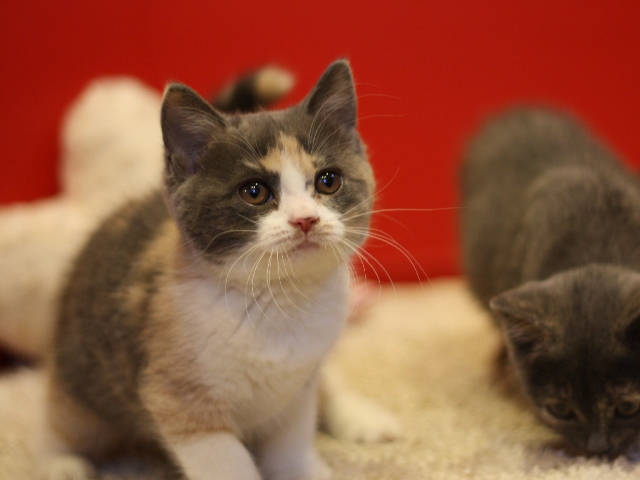 スコティッシュフォールドの子猫画像