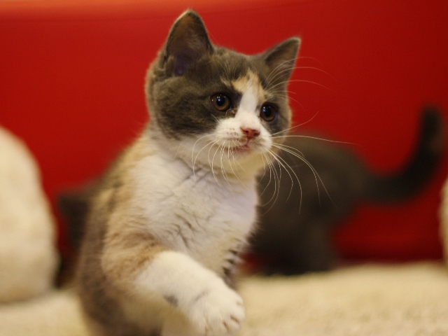 スコティッシュフォールドの子猫画像