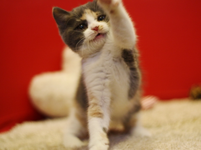 スコティッシュフォールドの子猫画像