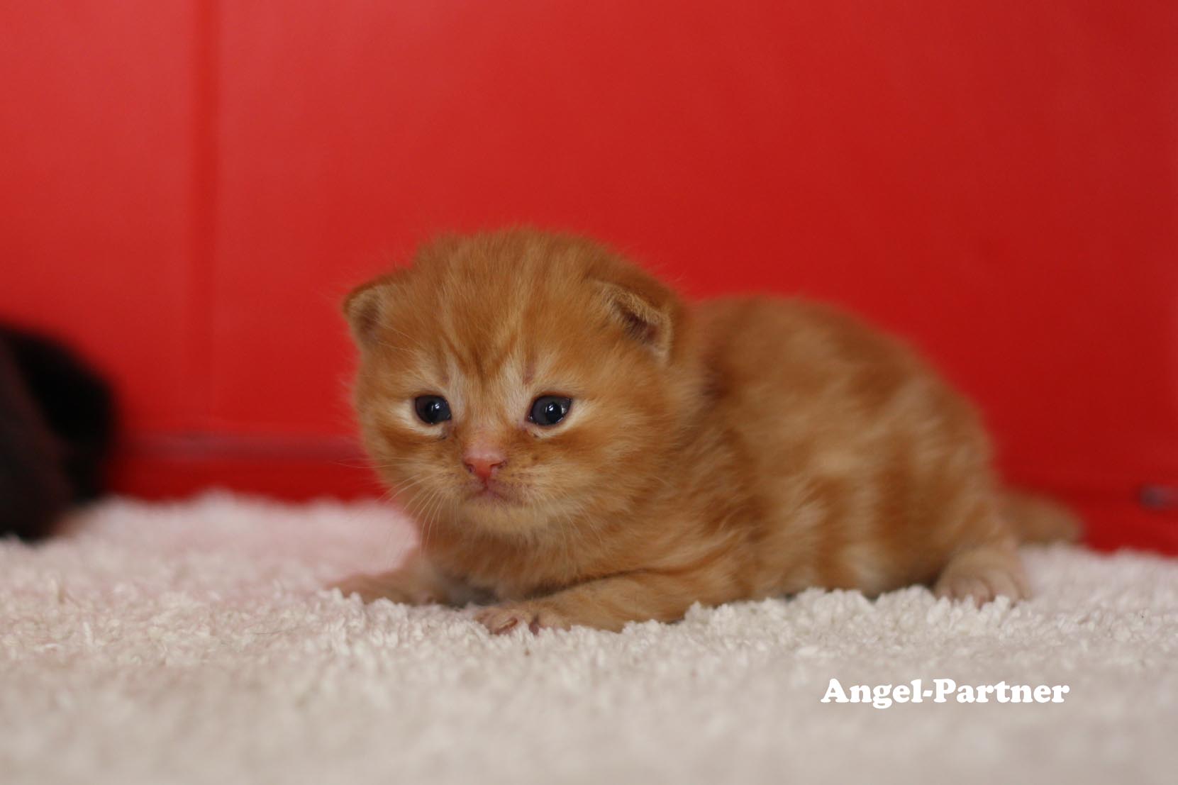 スコティッシュフォールドの子猫画像