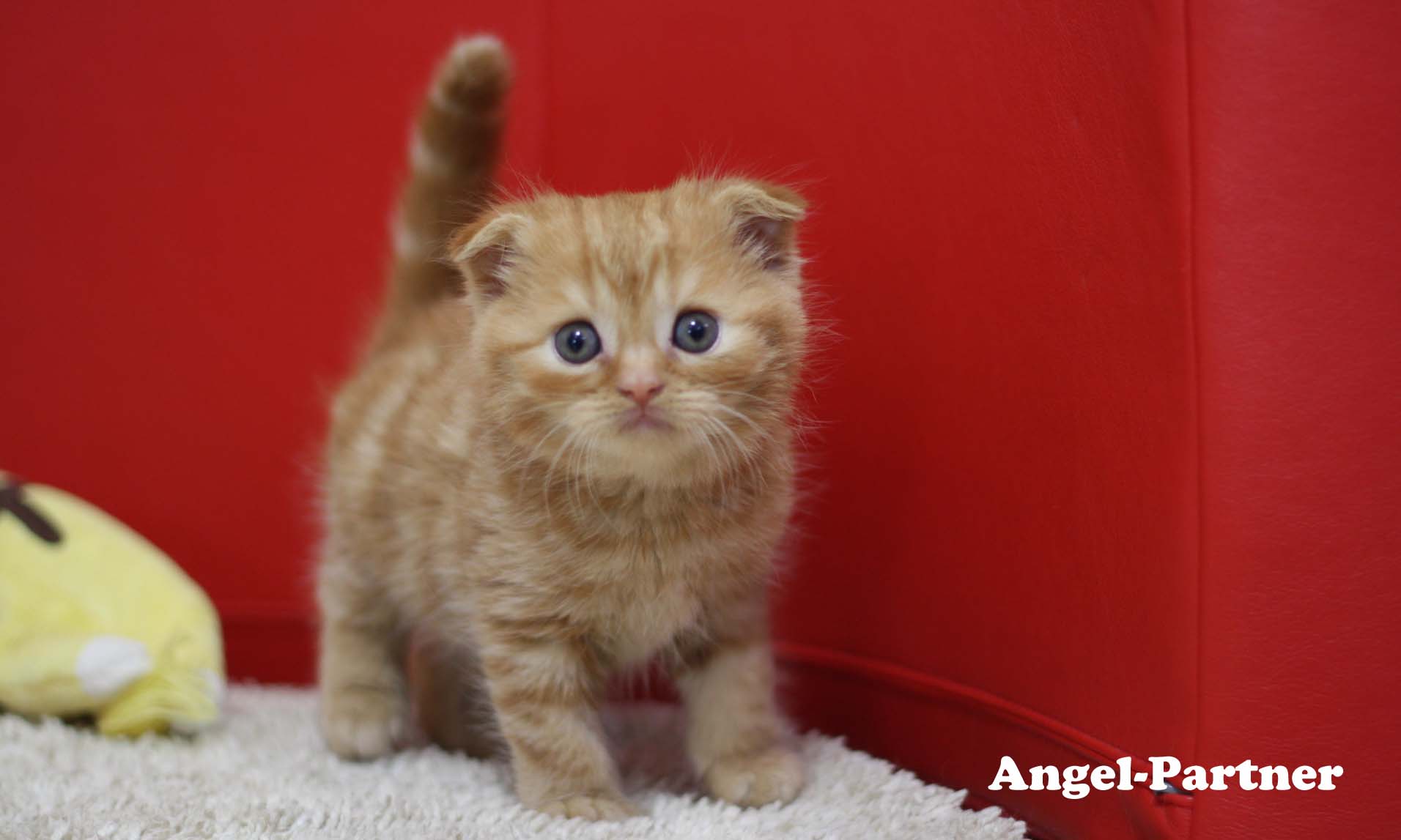 スコティッシュフォールドの子猫画像