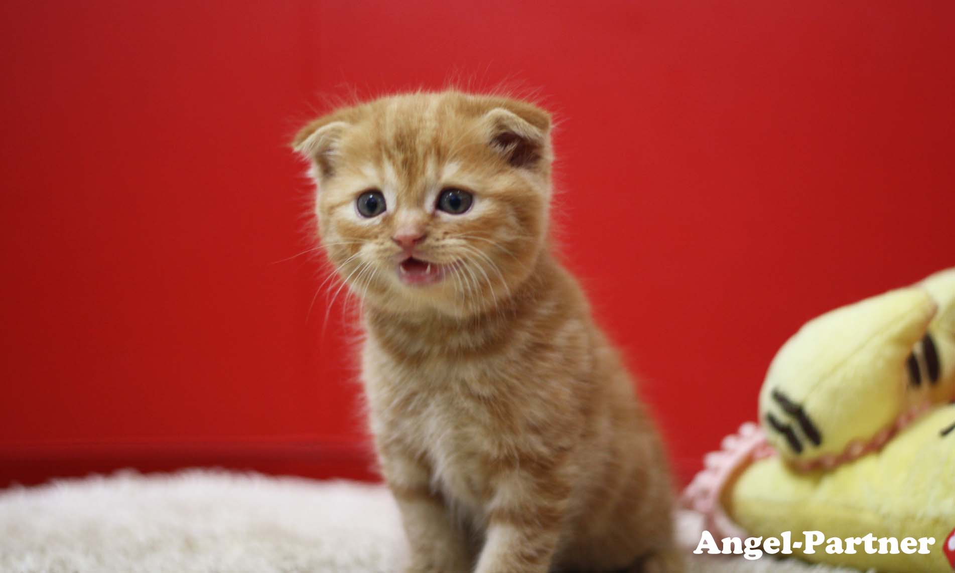 スコティッシュフォールドの子猫画像