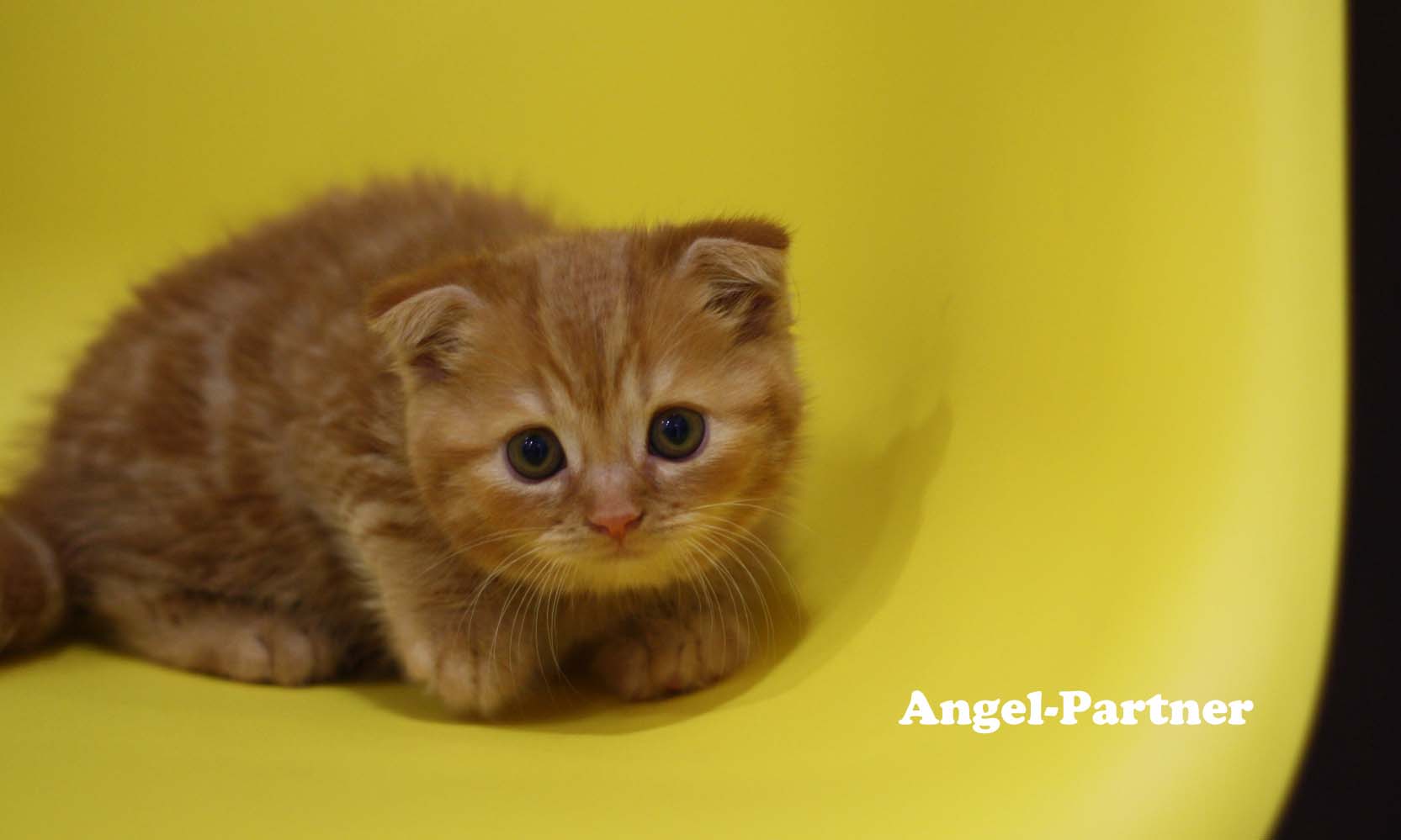スコティッシュフォールドの子猫画像