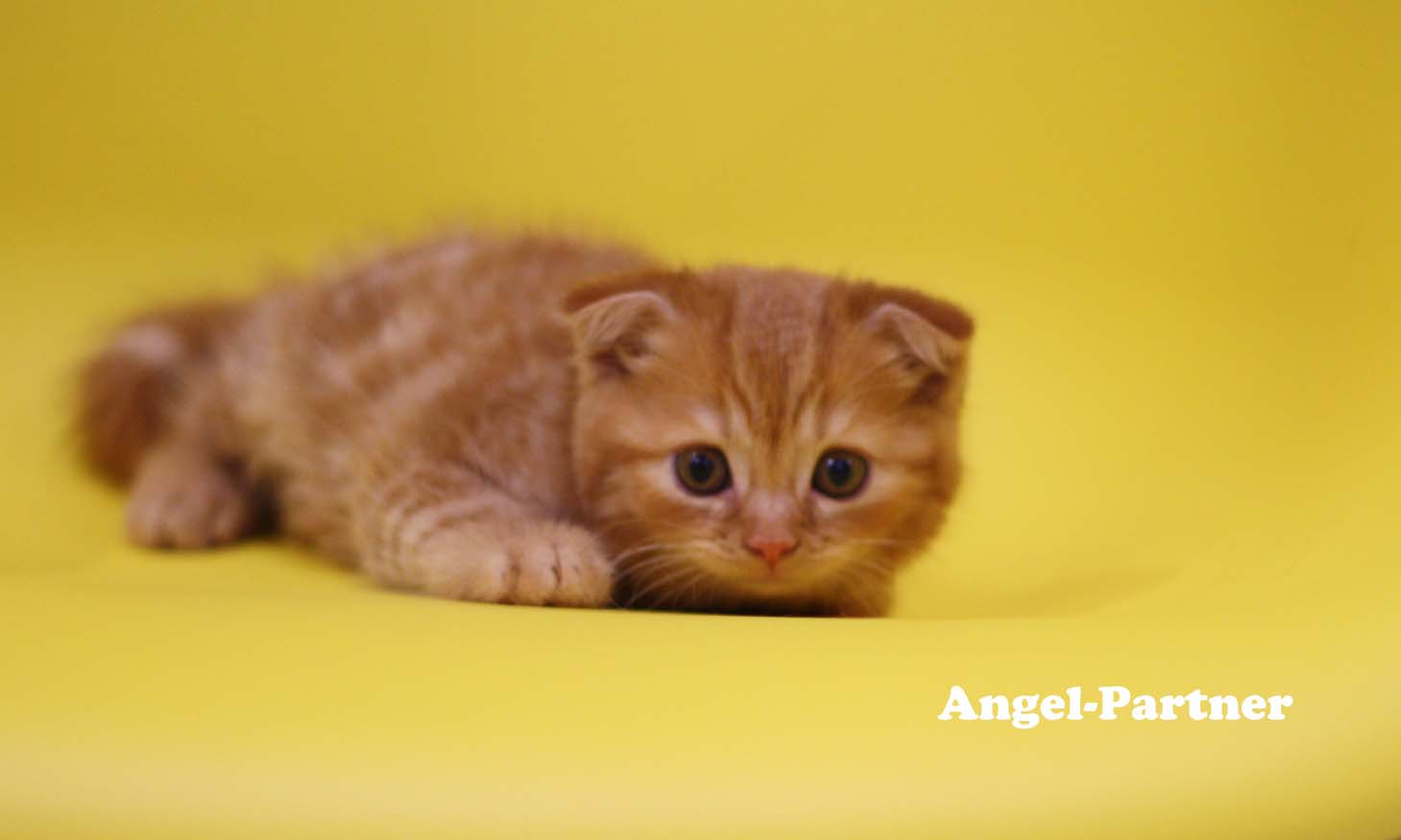 スコティッシュフォールドの子猫画像