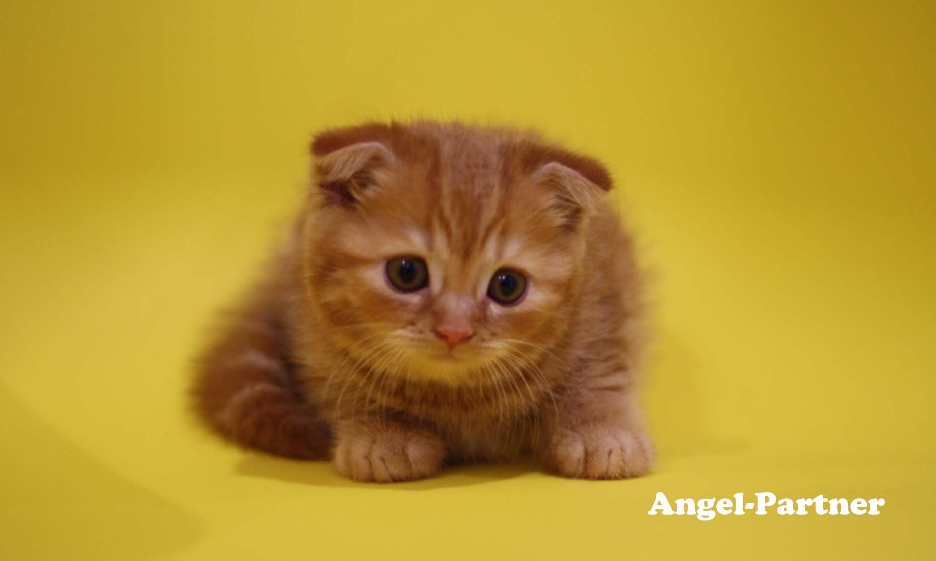 スコティッシュフォールドの子猫画像