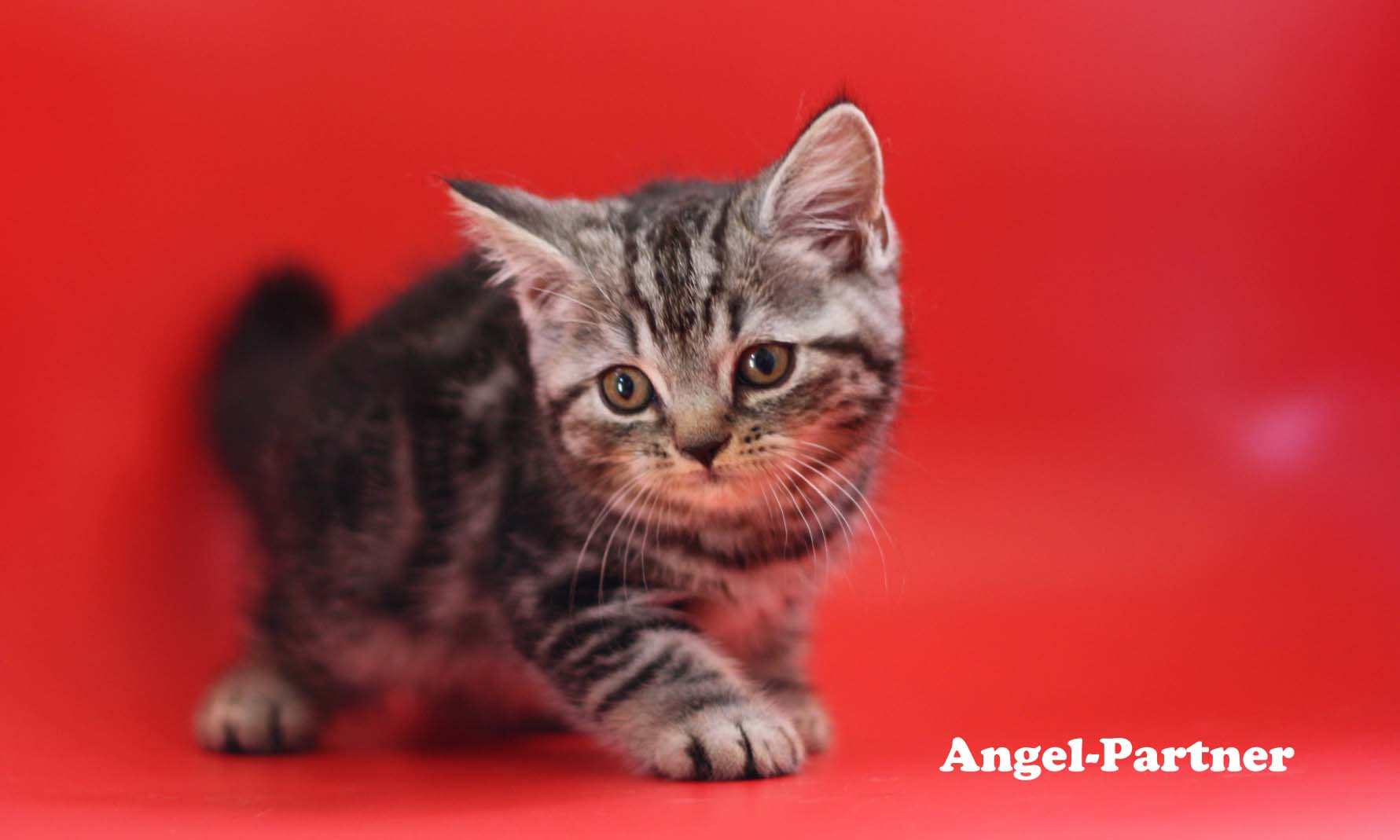 スコティッシュフォールドの子猫画像