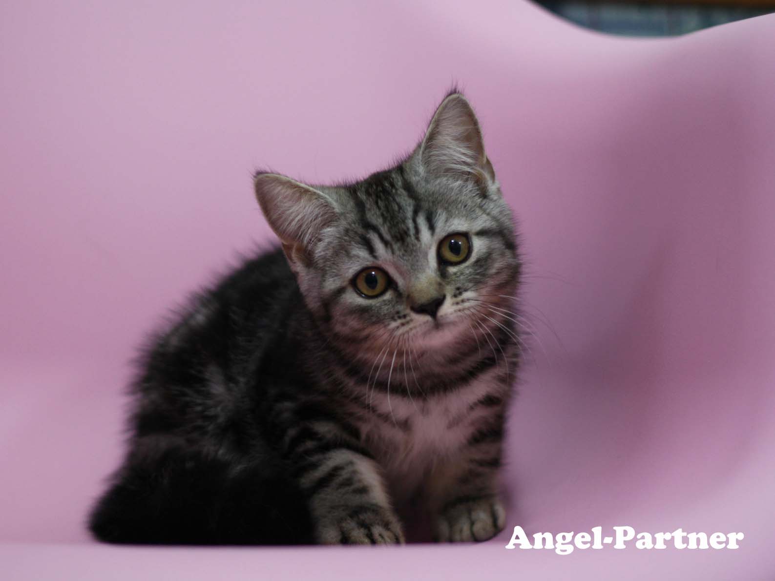 スコティッシュフォールドの子猫画像