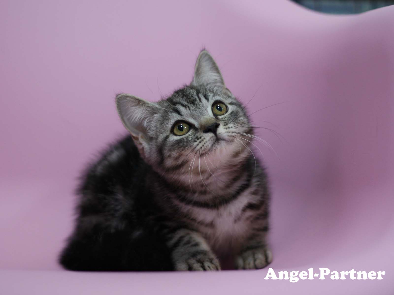 スコティッシュフォールドの子猫画像