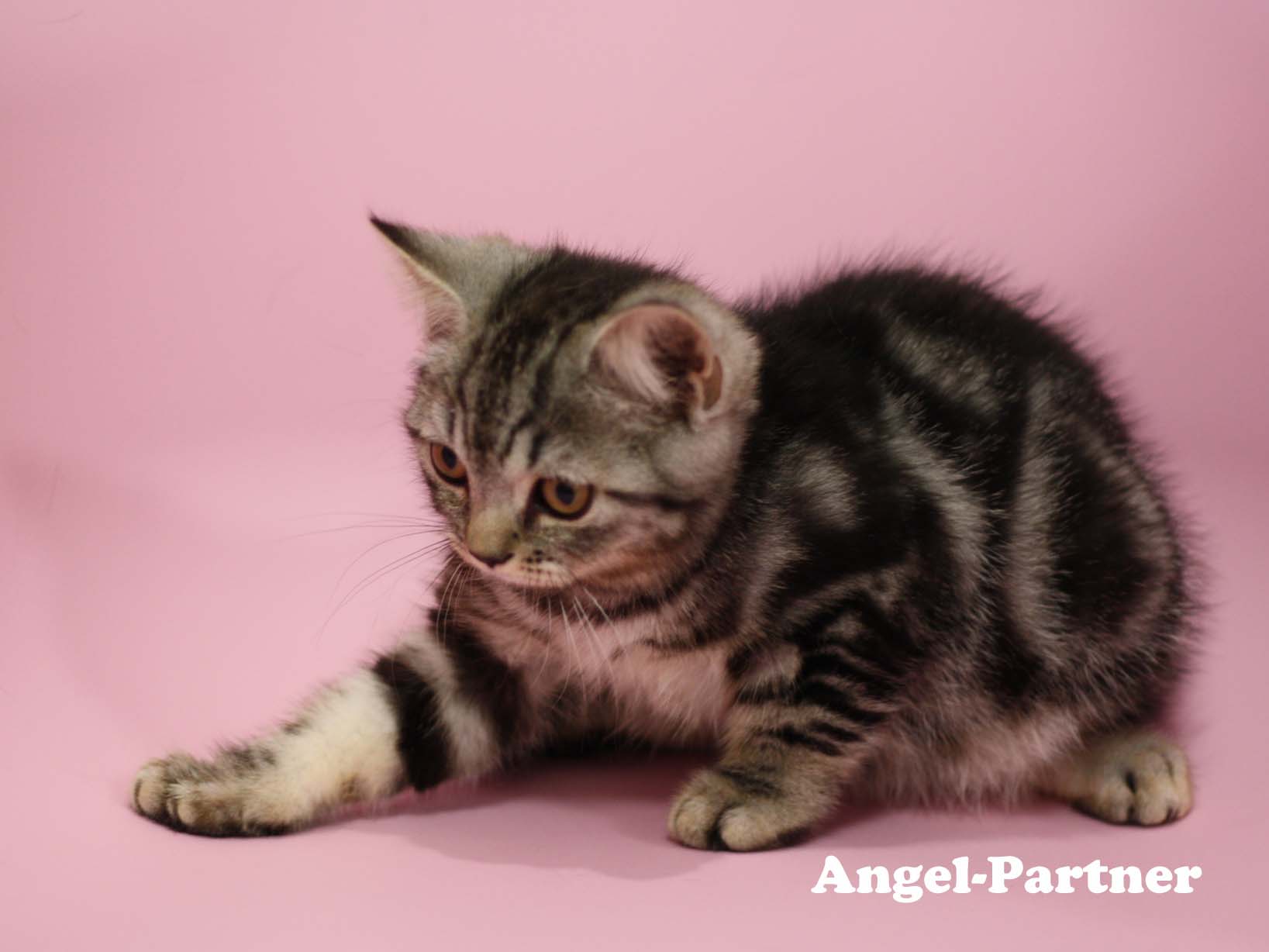 スコティッシュフォールドの子猫画像
