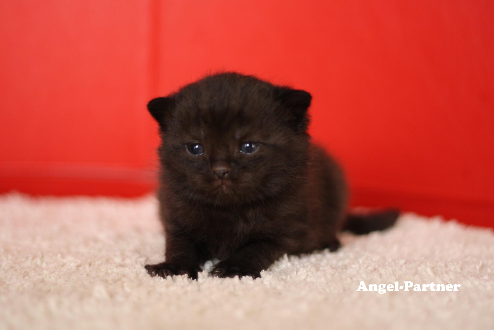 スコティッシュフォールドの子猫画像