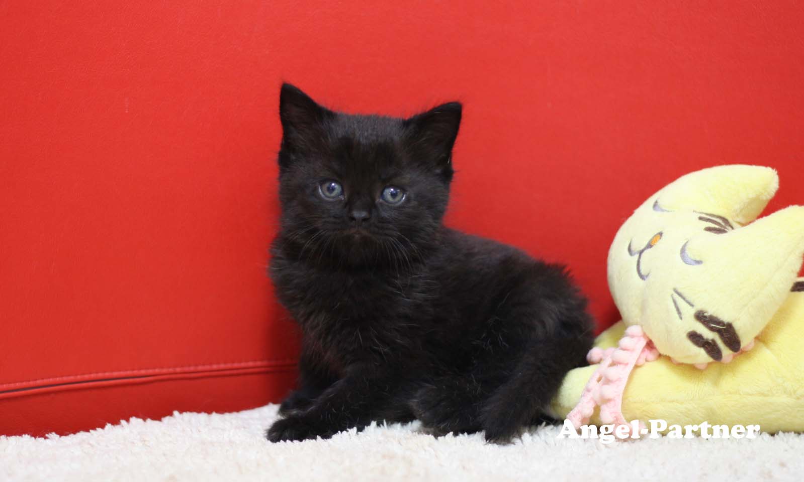 スコティッシュフォールドの子猫画像