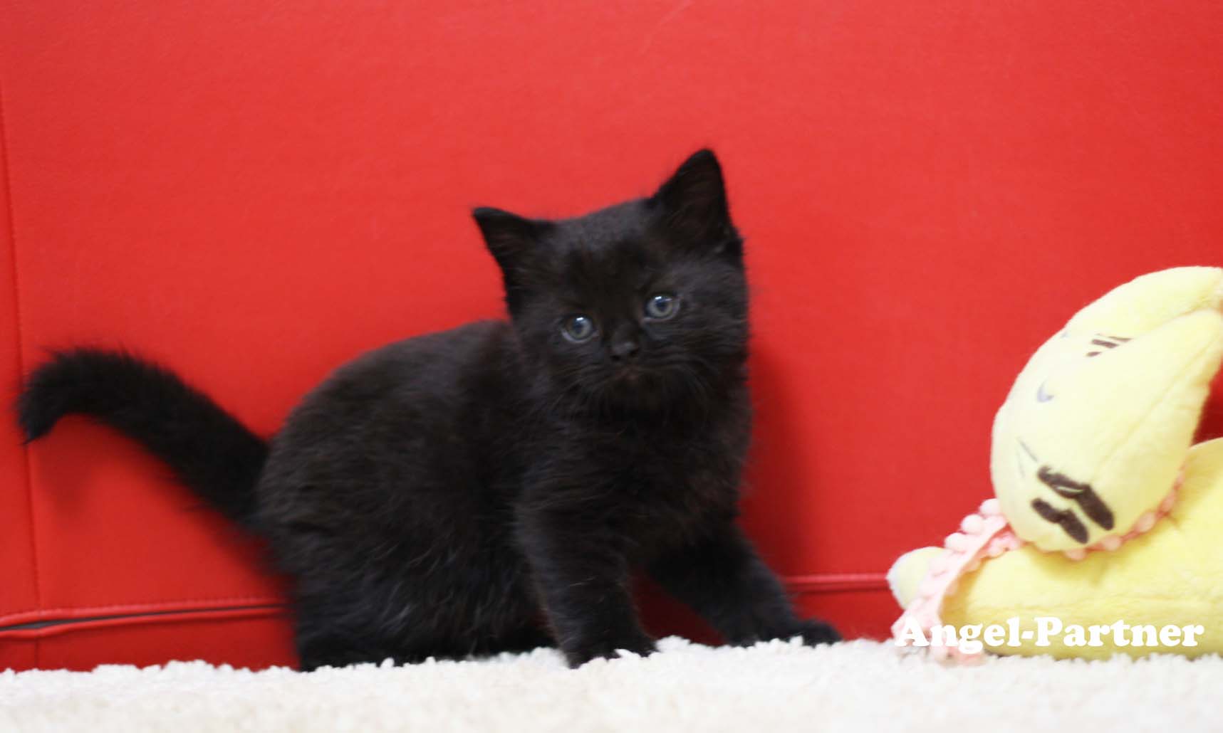 スコティッシュフォールドの子猫画像