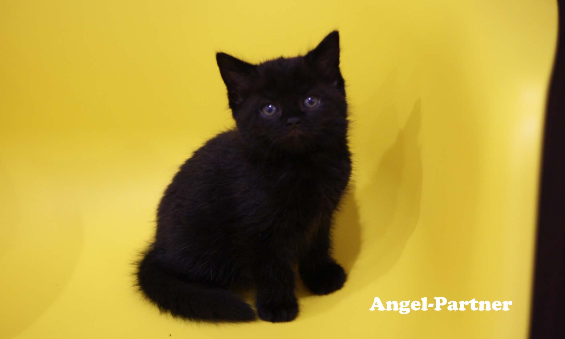 スコティッシュフォールドの子猫画像