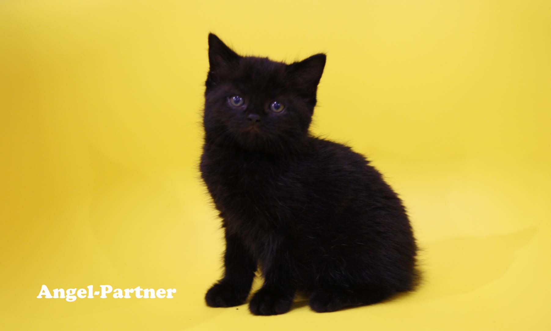 スコティッシュフォールドの子猫画像