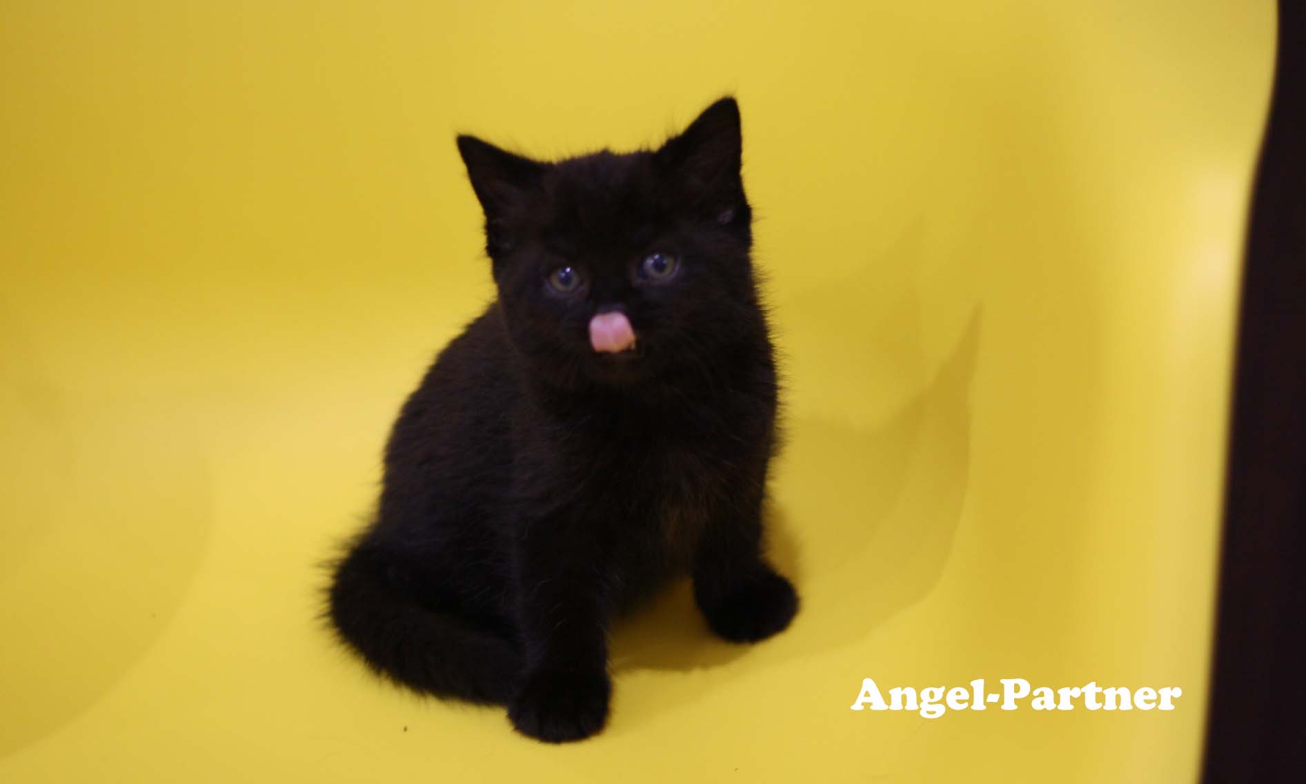 スコティッシュフォールドの子猫画像