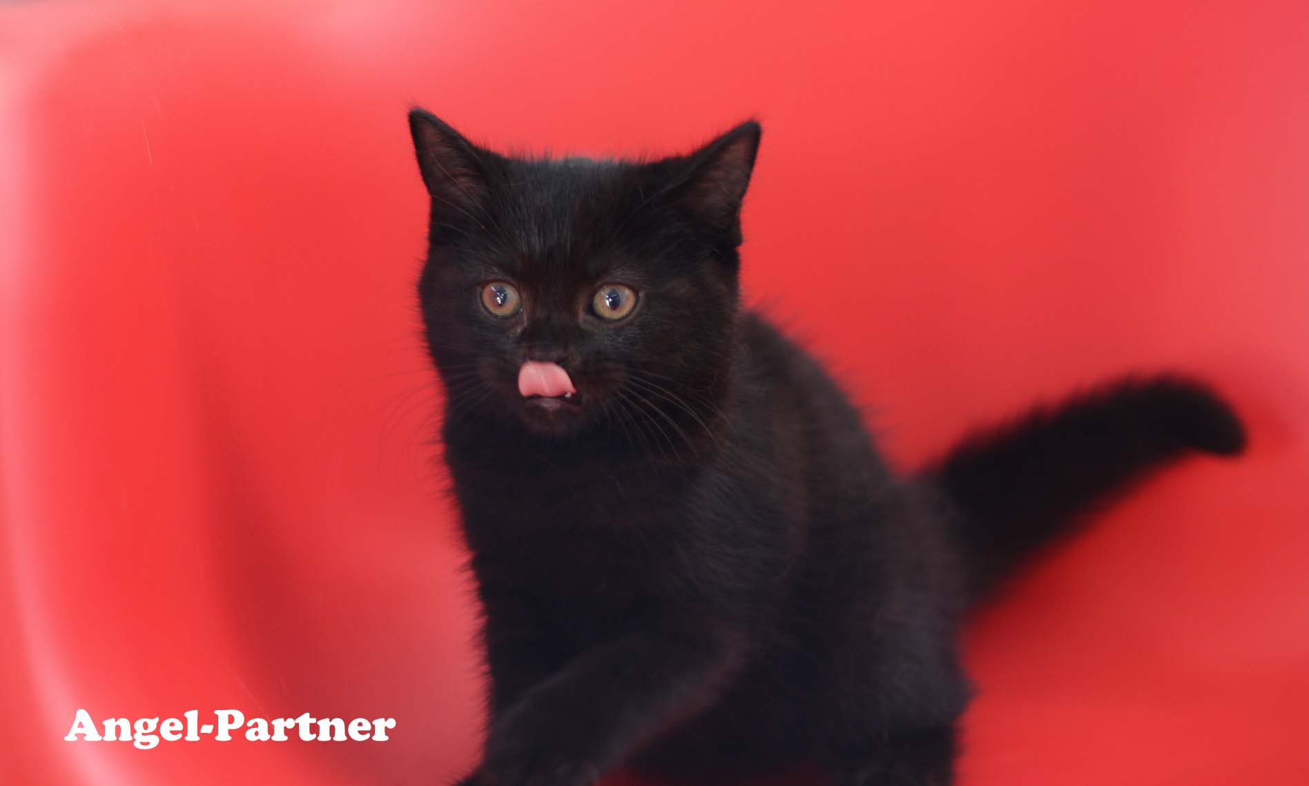 スコティッシュフォールドの子猫画像