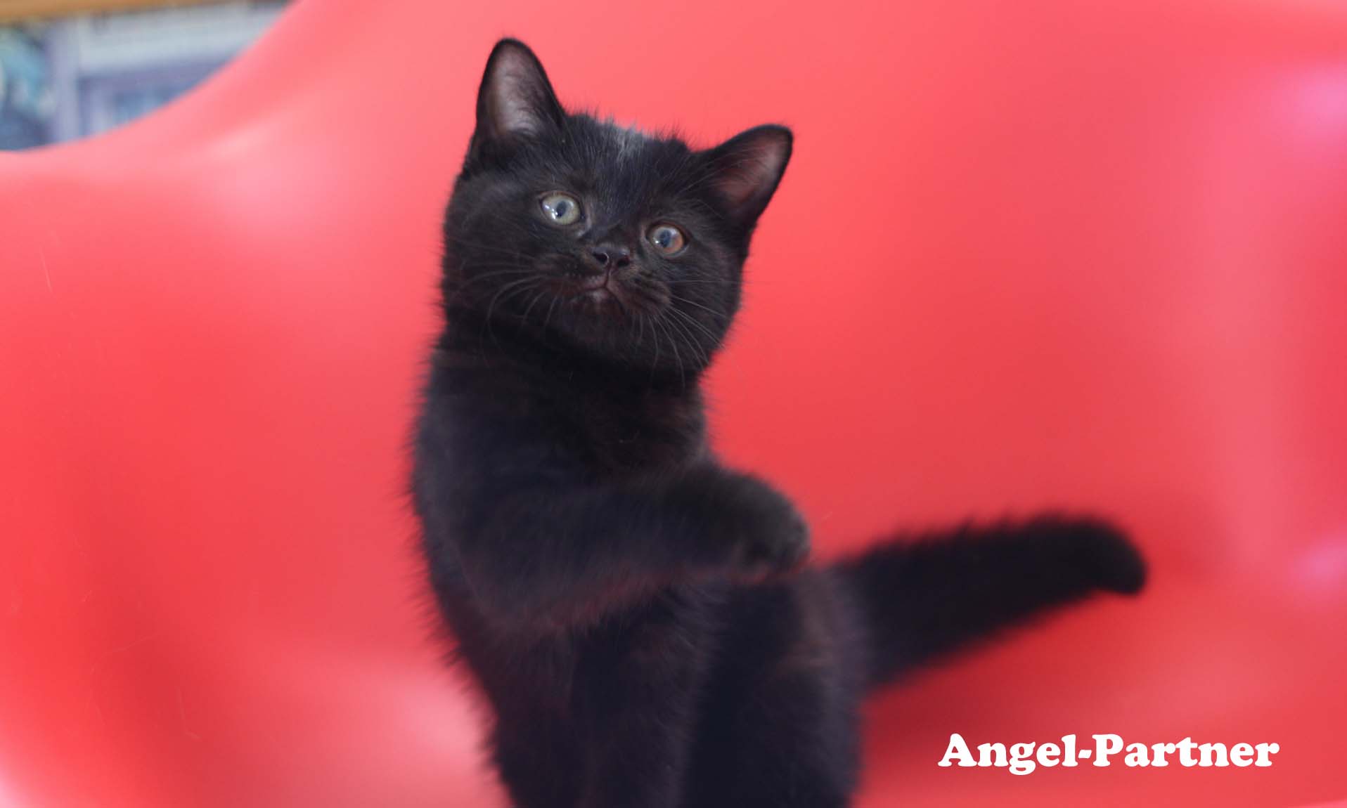 スコティッシュフォールドの子猫画像