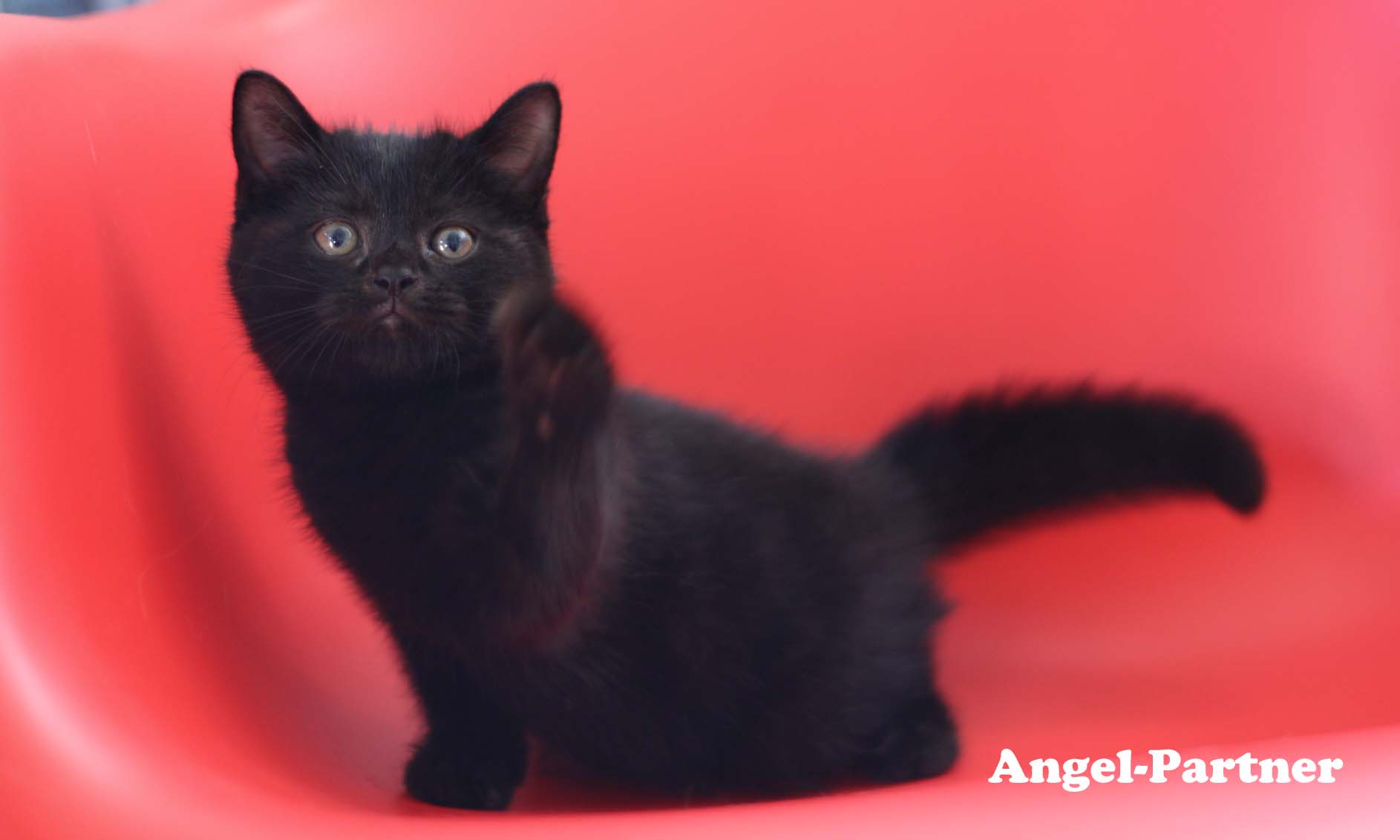スコティッシュフォールドの子猫画像