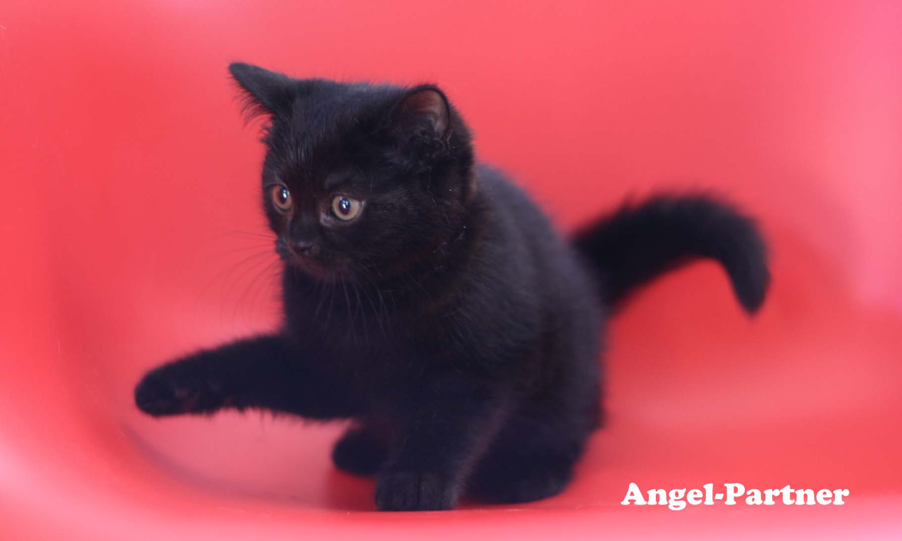 スコティッシュフォールドの子猫画像