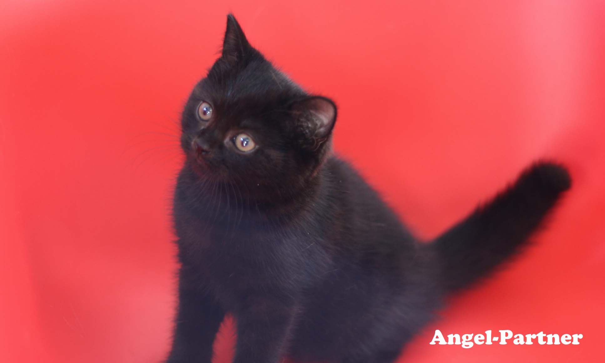 スコティッシュフォールドの子猫画像