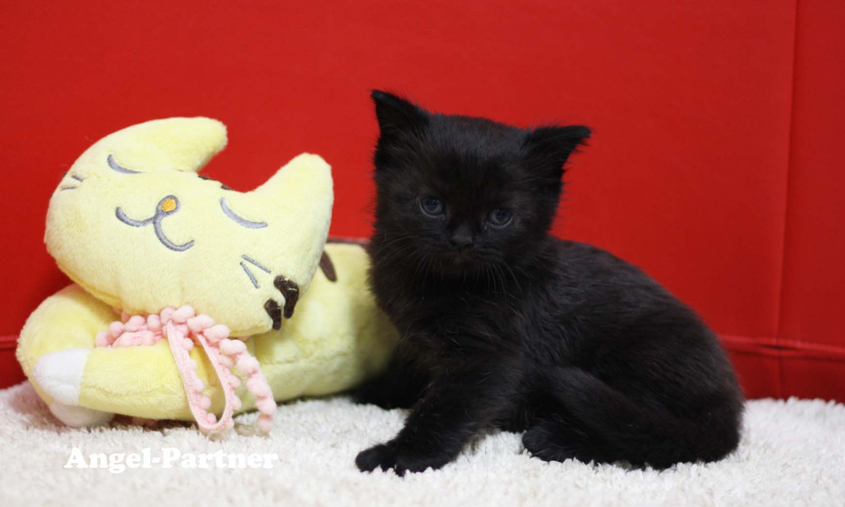スコティッシュフォールドの子猫画像