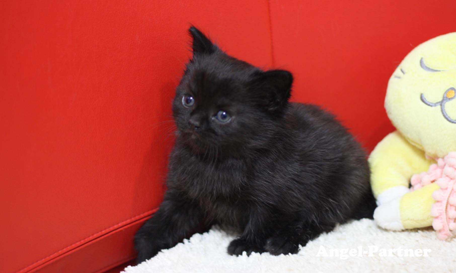 スコティッシュフォールドの子猫画像