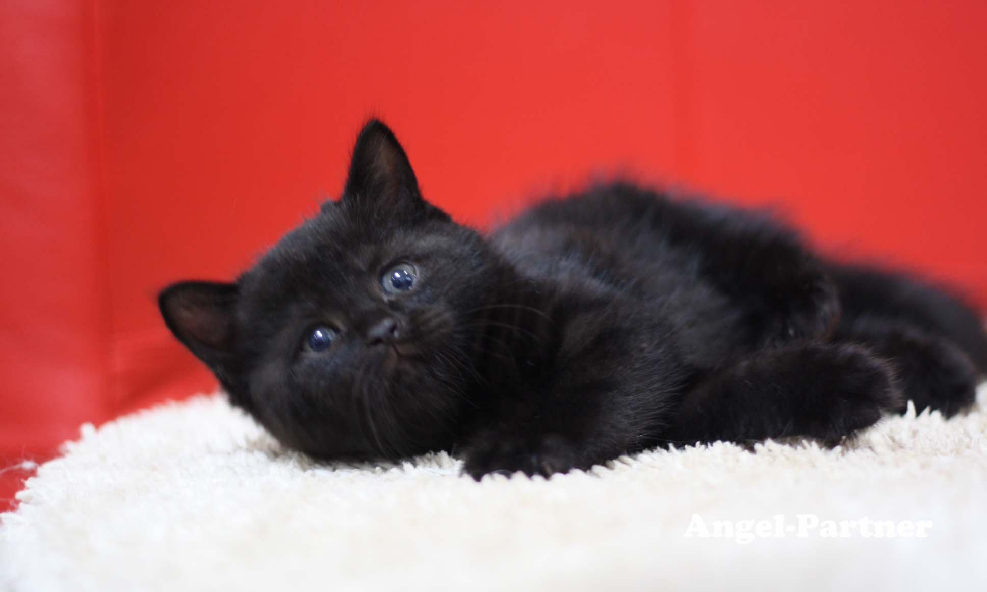 スコティッシュフォールドの子猫画像
