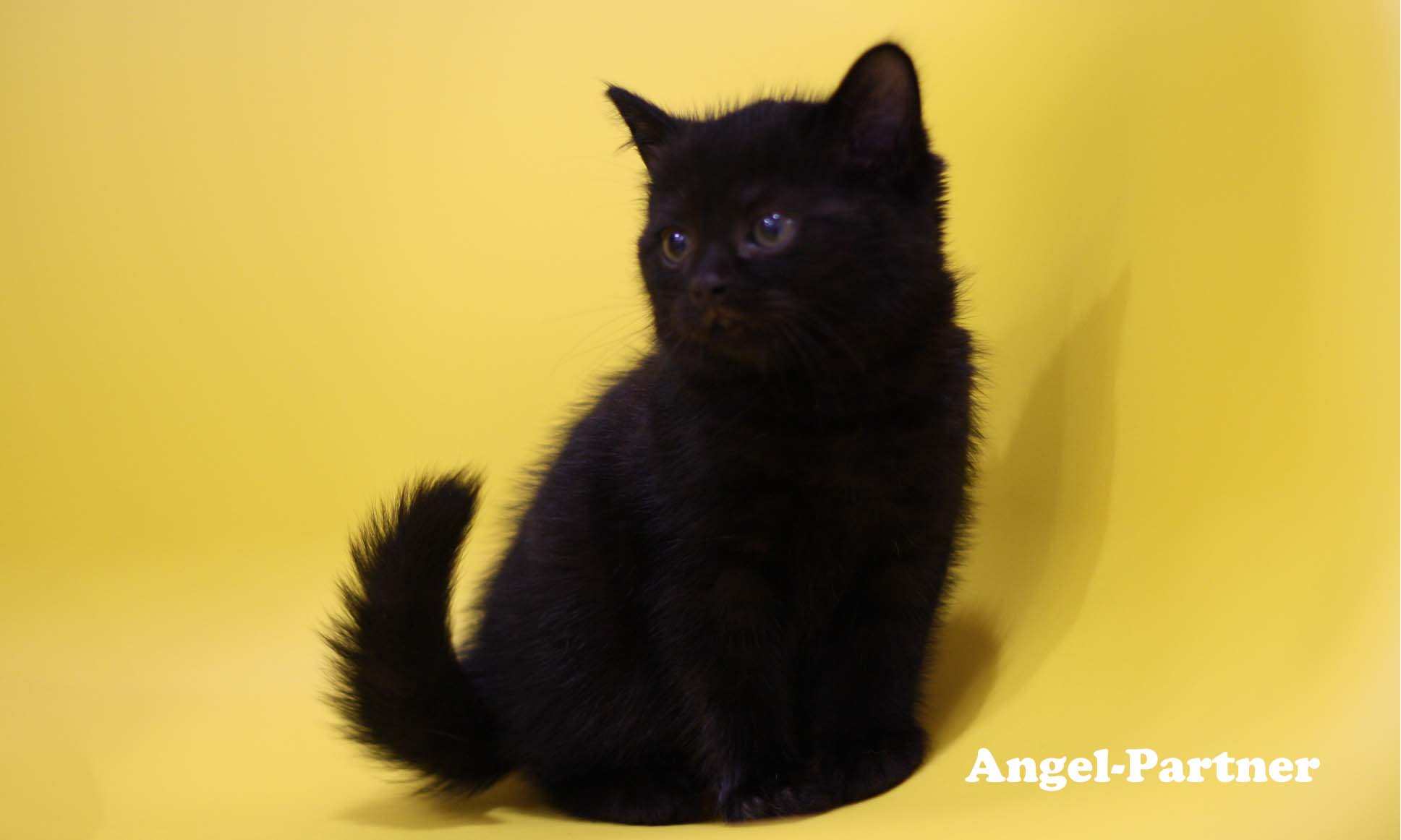 スコティッシュフォールドの子猫画像