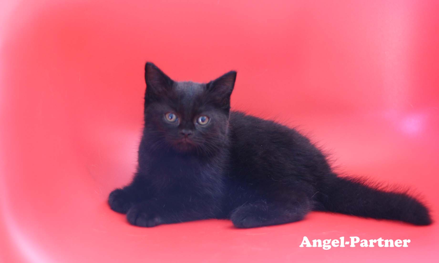 スコティッシュフォールドの子猫画像