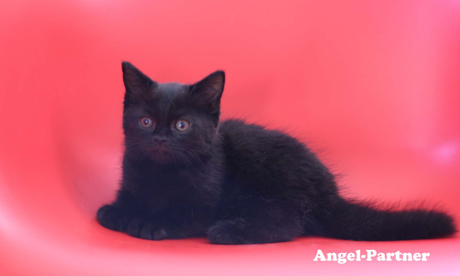 スコティッシュフォールドの子猫画像