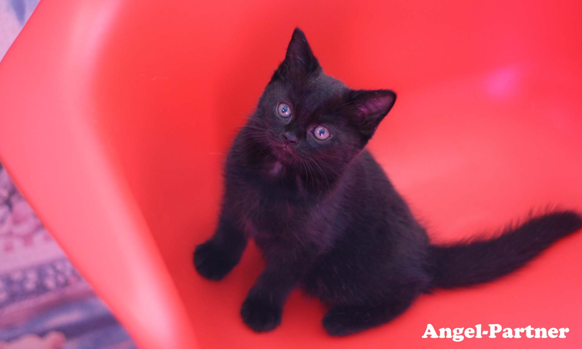 スコティッシュフォールドの子猫画像