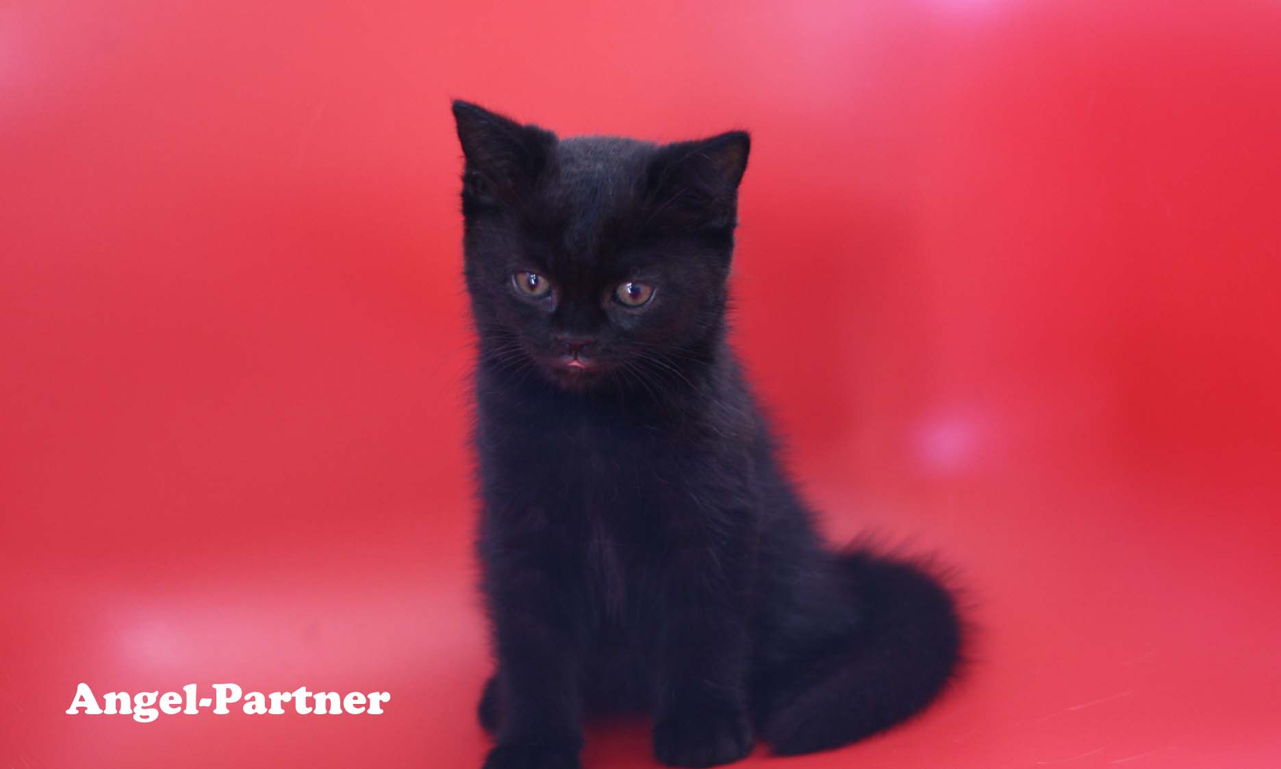 スコティッシュフォールドの子猫画像