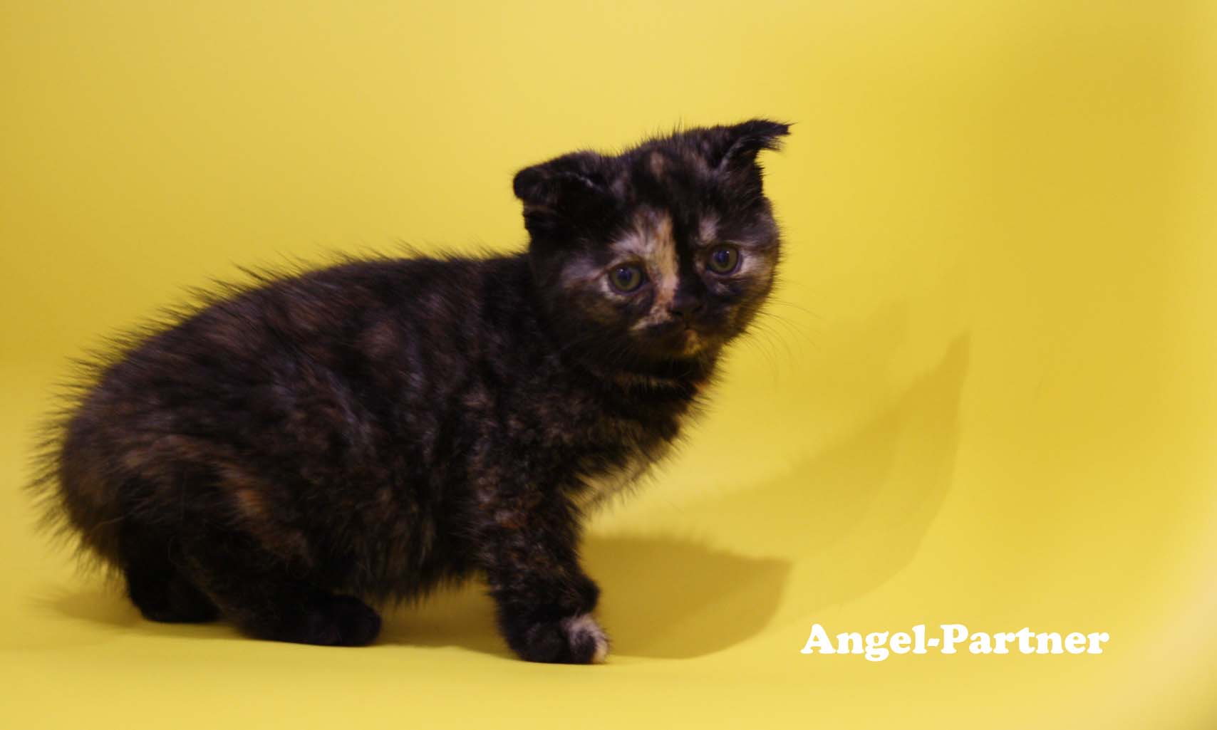 スコティッシュフォールドの子猫画像