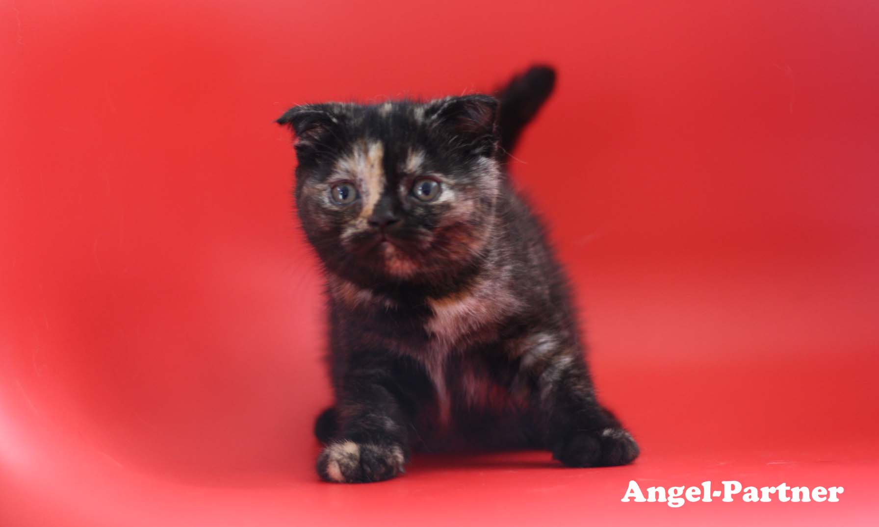 スコティッシュフォールドの子猫画像