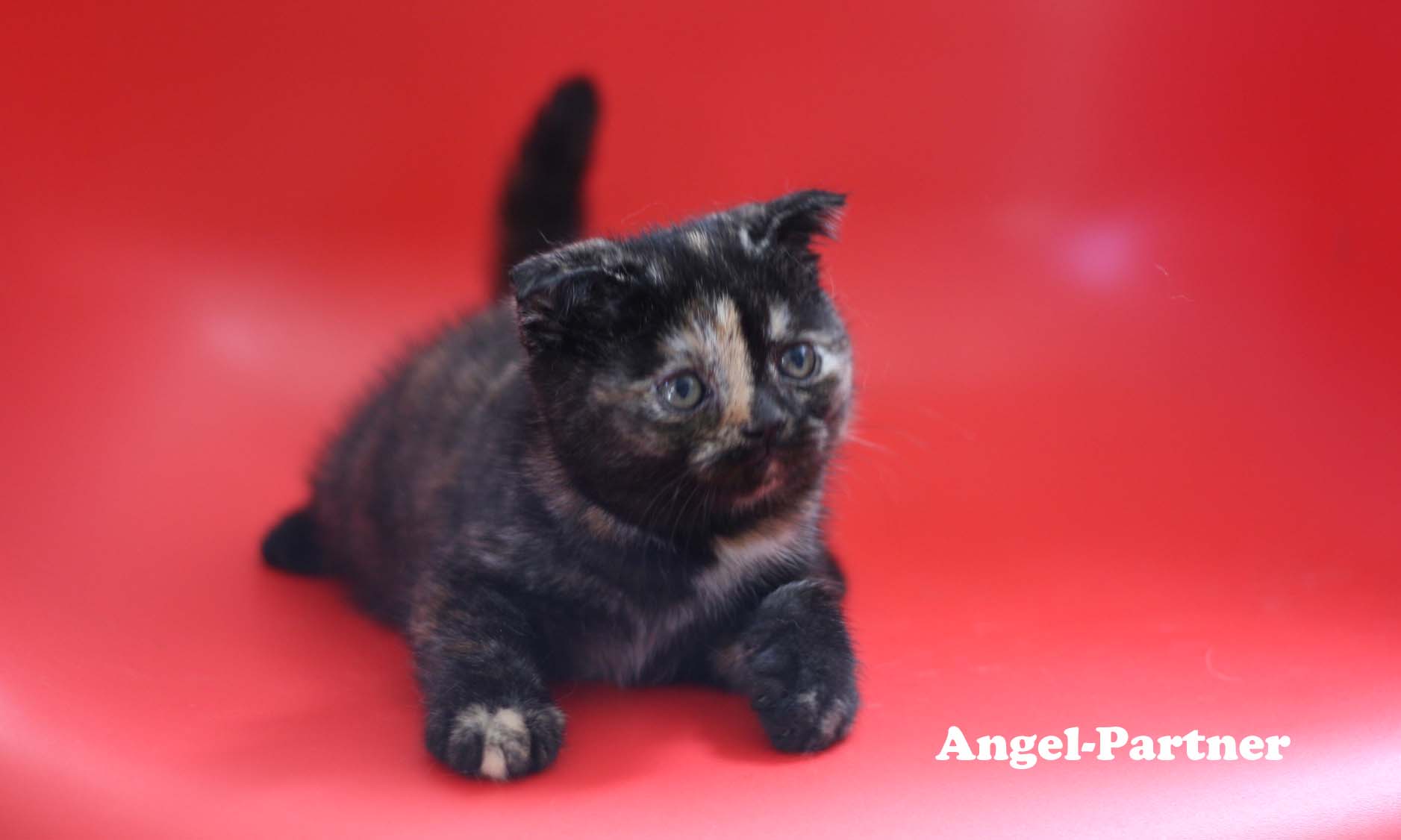 スコティッシュフォールドの子猫画像