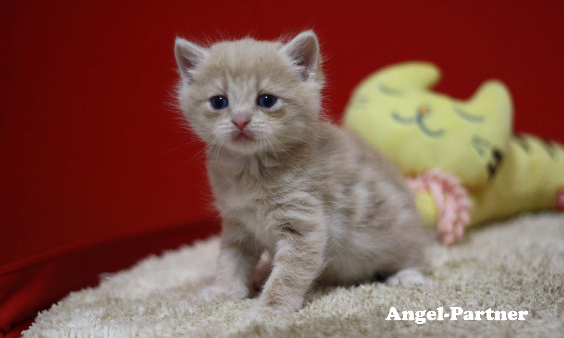 スコティッシュフォールドの子猫画像