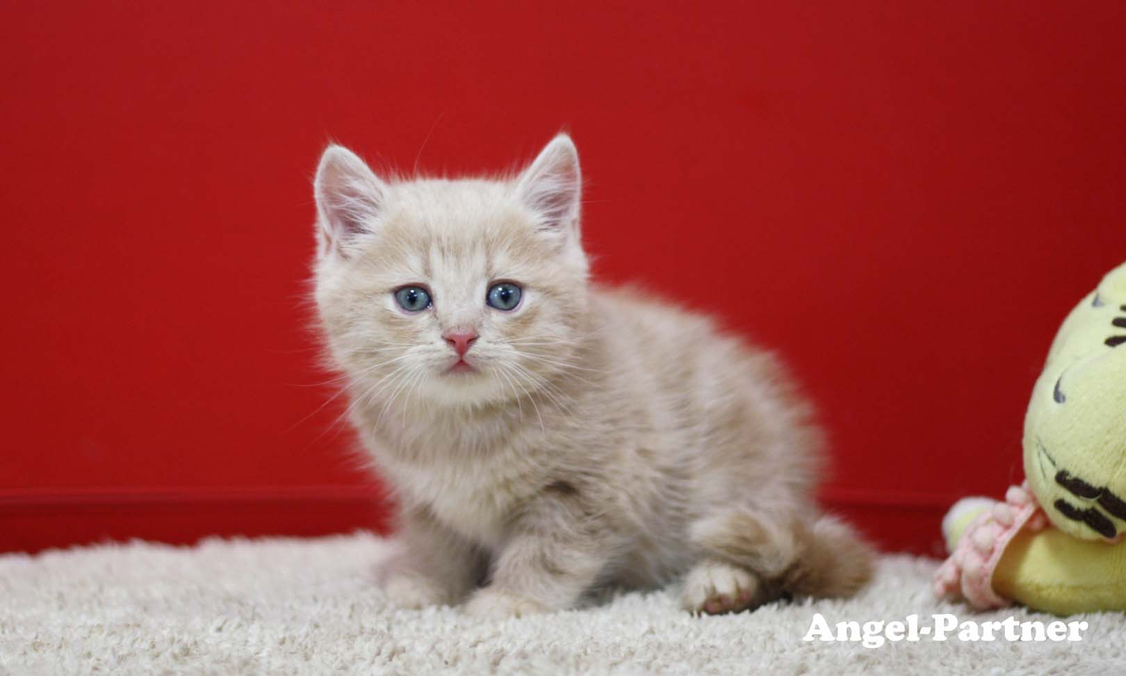 スコティッシュフォールドの子猫画像
