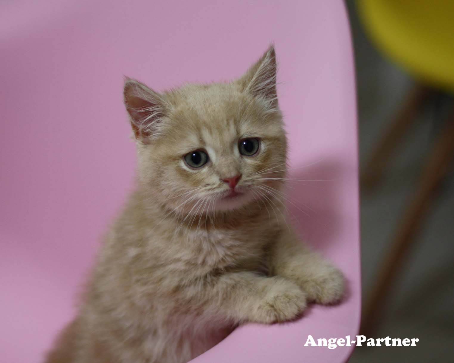 スコティッシュフォールドの子猫画像