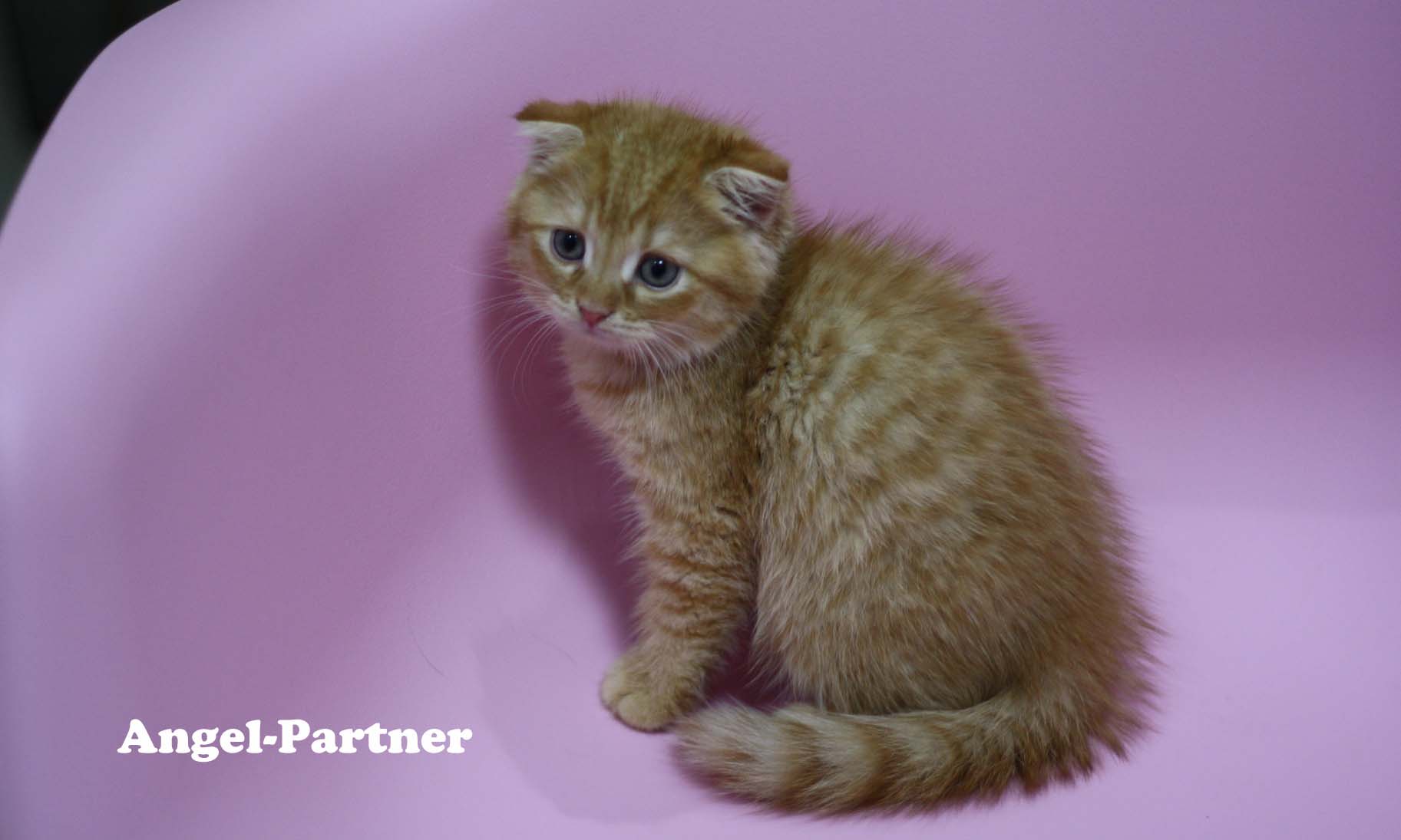 スコティッシュフォールドの子猫画像