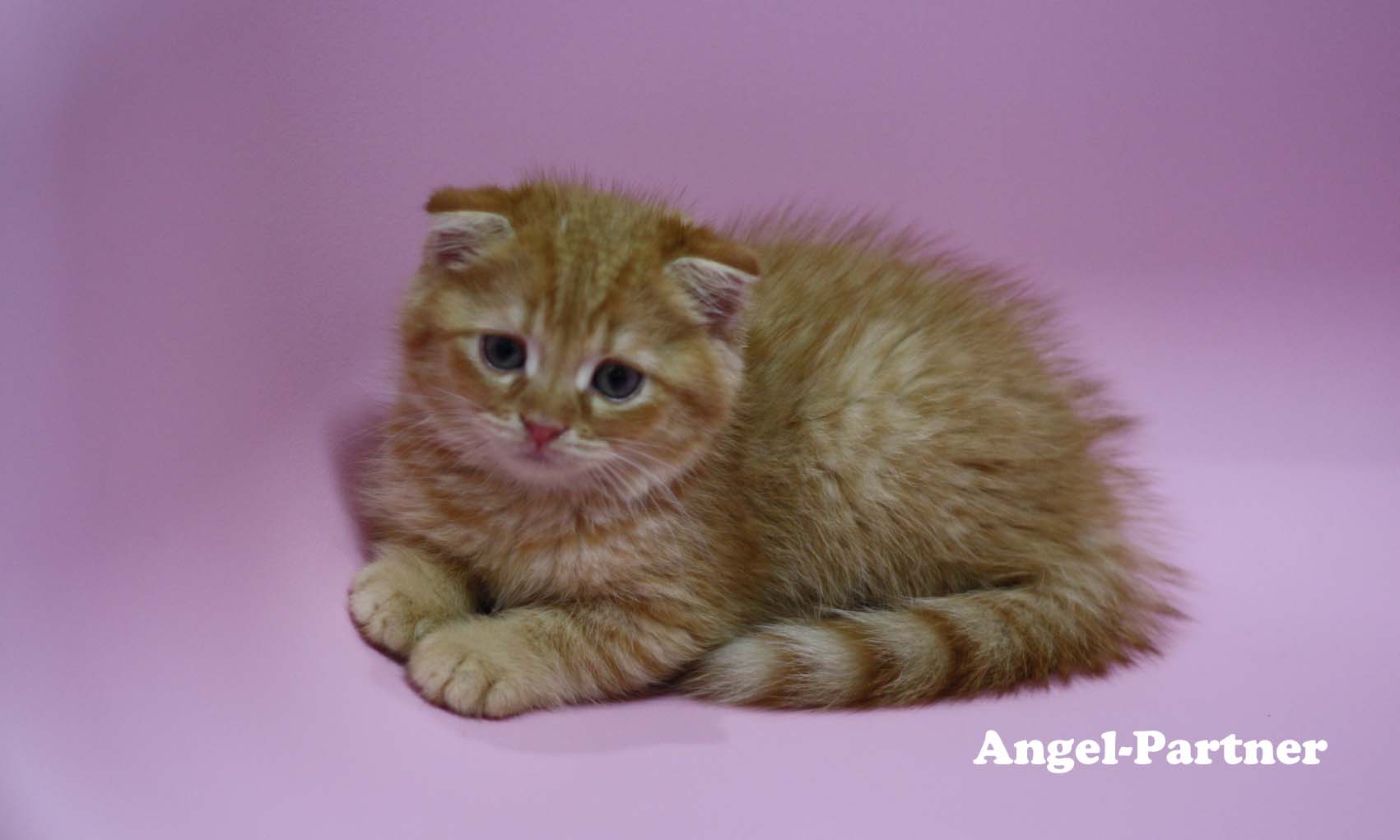 スコティッシュフォールドの子猫画像