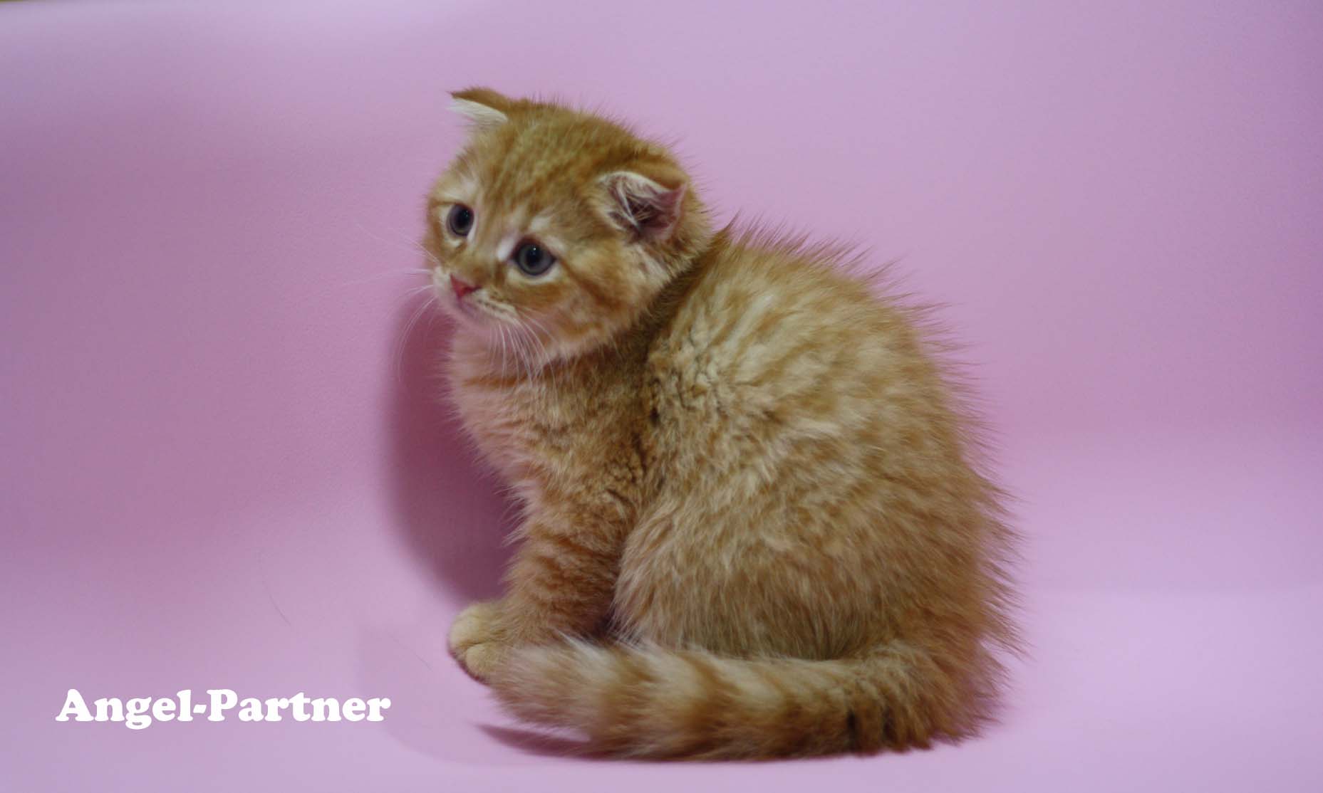 スコティッシュフォールドの子猫画像
