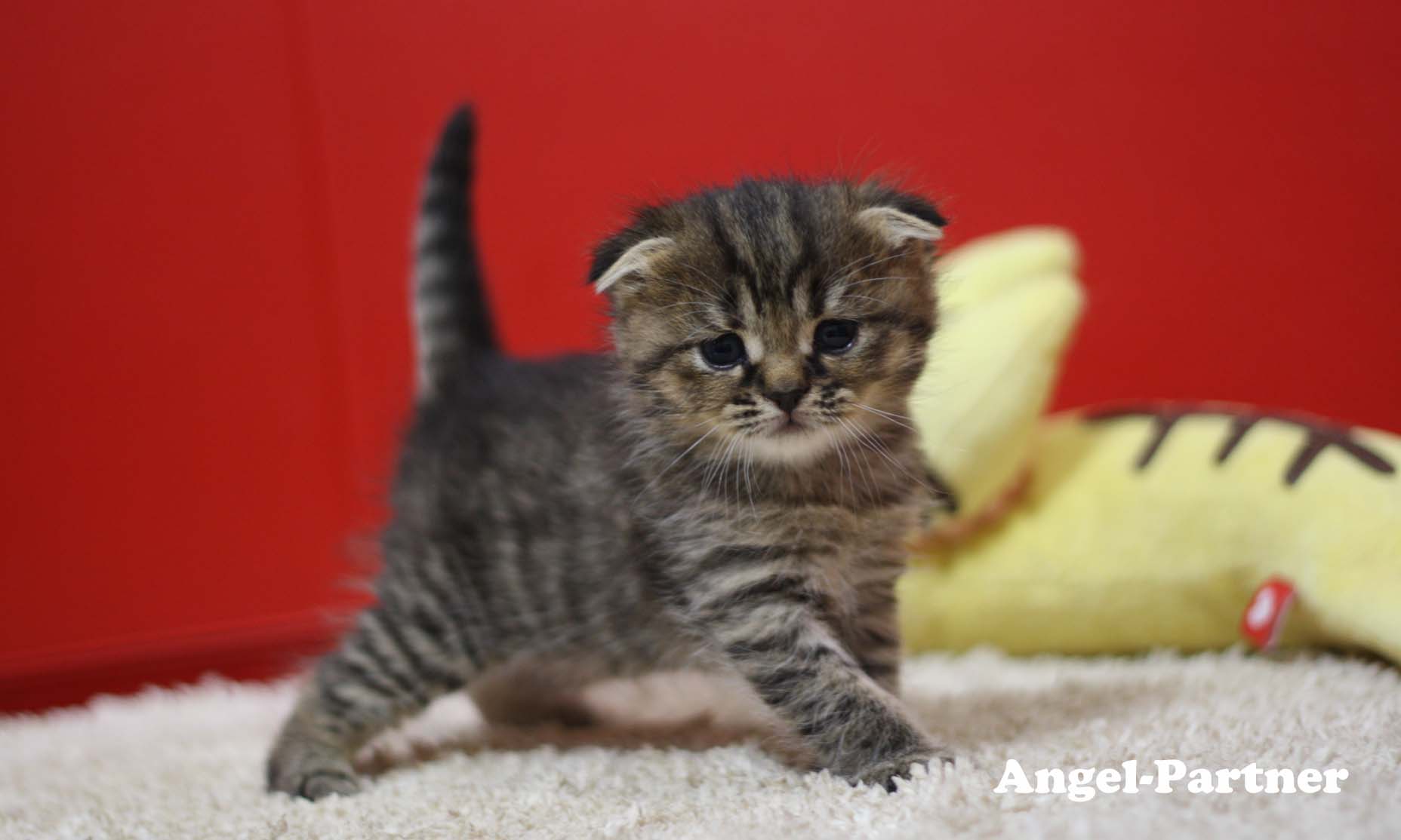 スコティッシュフォールドの子猫画像