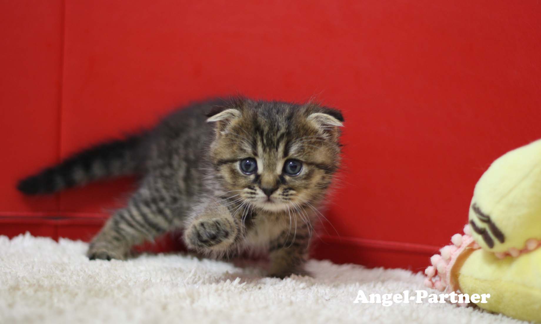 スコティッシュフォールドの子猫画像