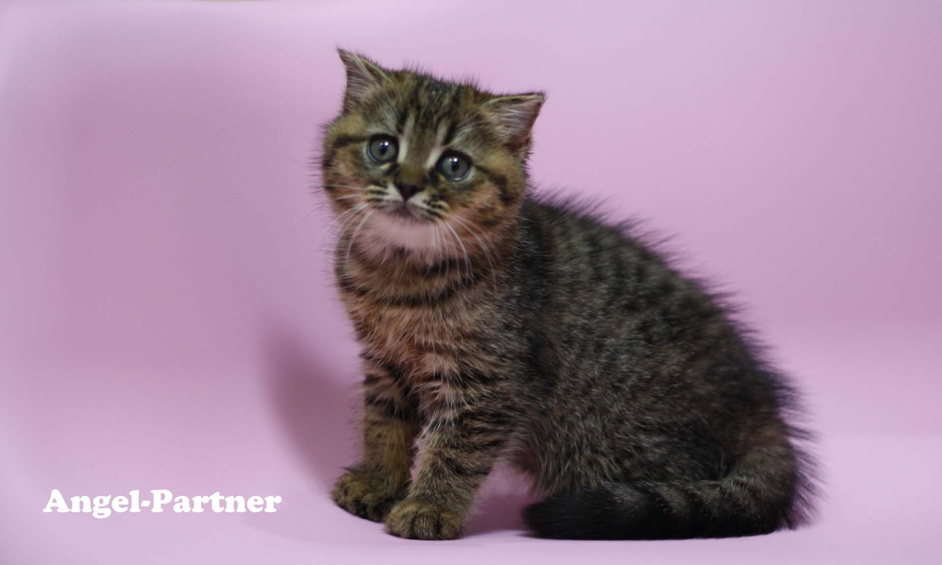スコティッシュフォールドの子猫画像