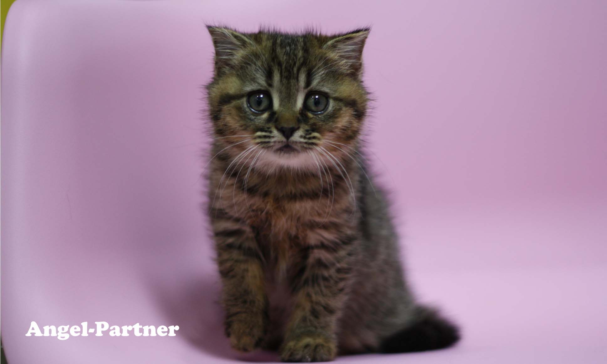 スコティッシュフォールドの子猫画像