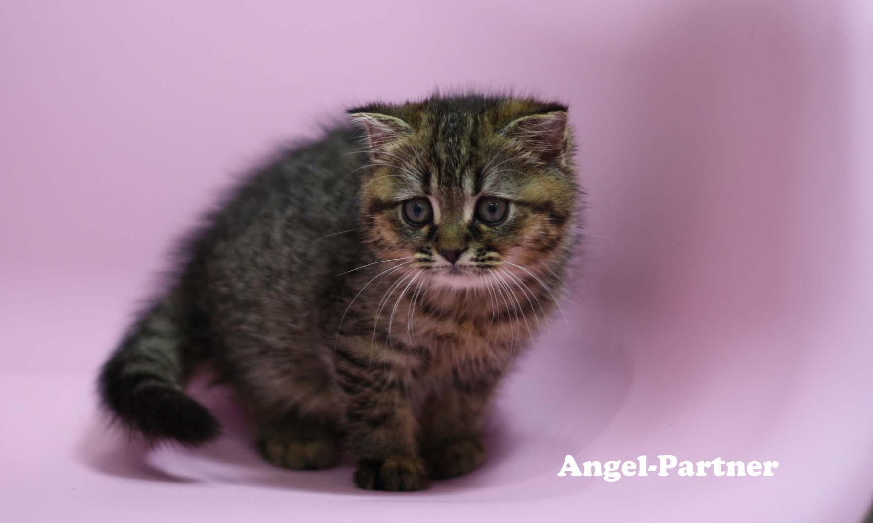 スコティッシュフォールドの子猫画像