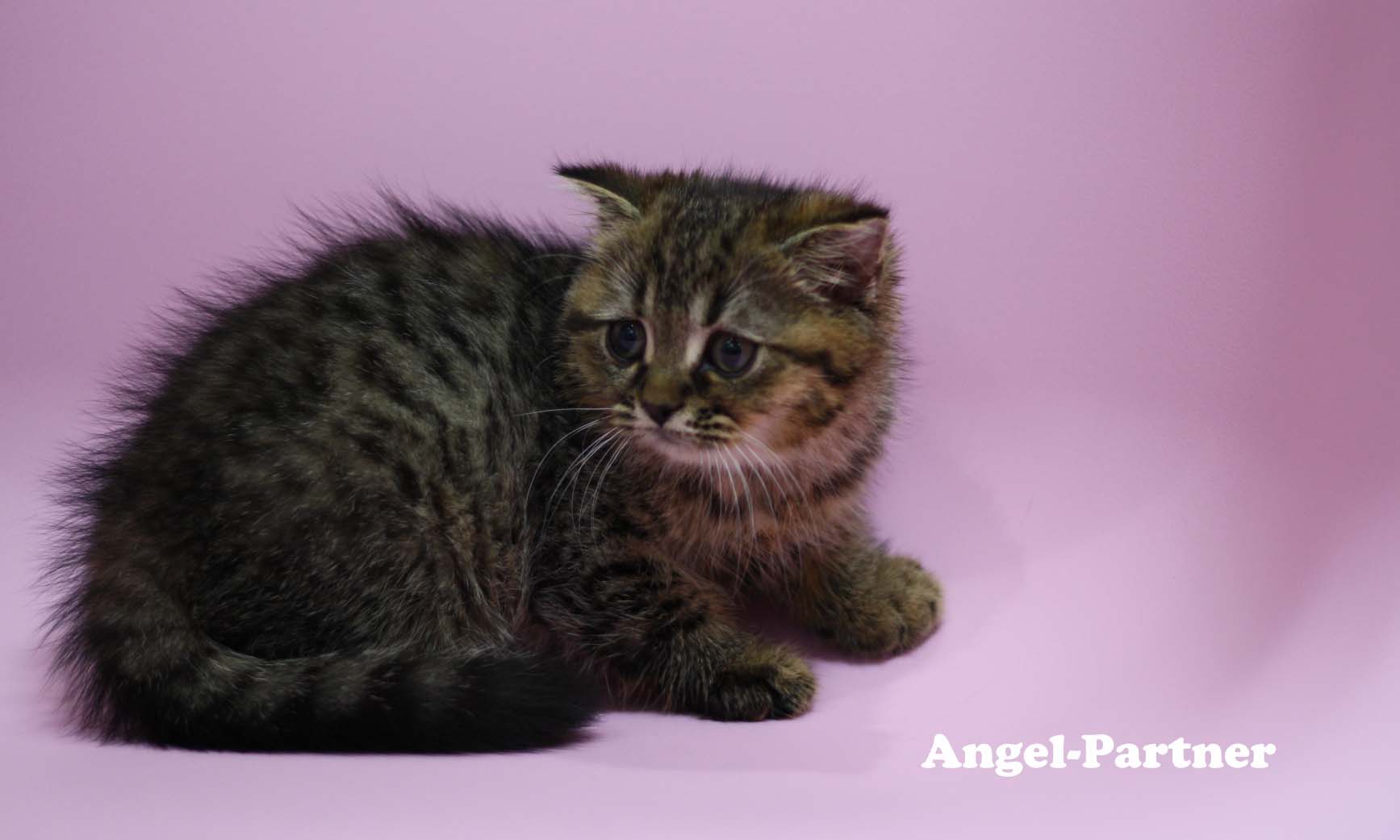 スコティッシュフォールドの子猫画像
