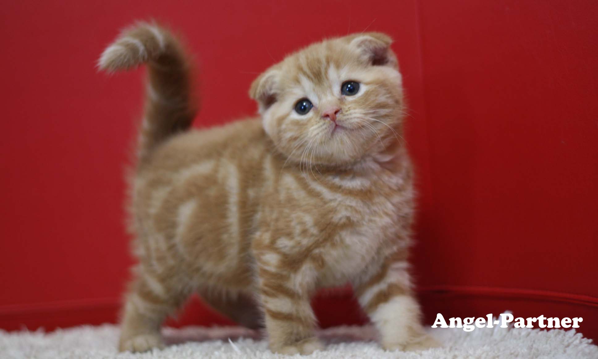スコティッシュフォールドの子猫画像