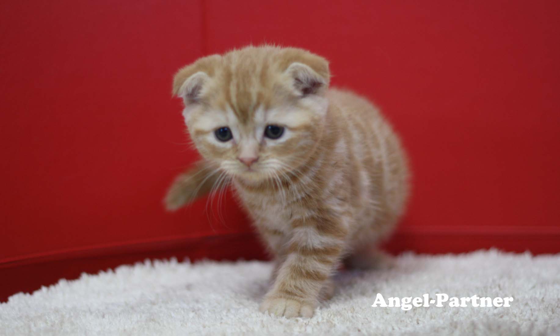 スコティッシュフォールドの子猫画像
