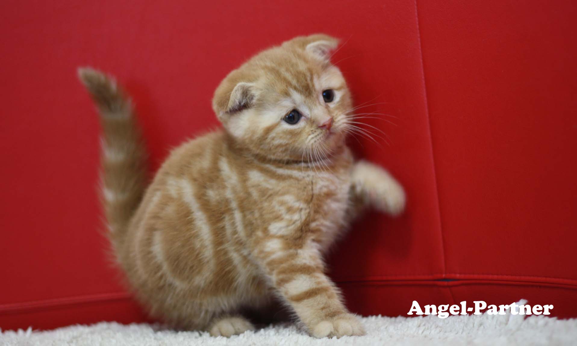 スコティッシュフォールドの子猫画像